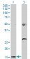 AP2S1 Antibody (monoclonal) (M01)